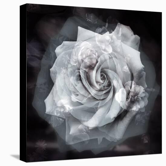 Composing of a White Rose Layered with Blossoms Infront of Black Background-Alaya Gadeh-Premier Image Canvas