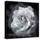 Composing of a White Rose Layered with Blossoms Infront of Black Background-Alaya Gadeh-Premier Image Canvas