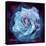 Composing of a White Rose Layered with Blue Tones and Blossoms-Alaya Gadeh-Premier Image Canvas