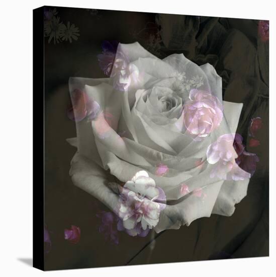 Composing, White Rose Layered with Pink Blossoms on Black Background-Alaya Gadeh-Premier Image Canvas
