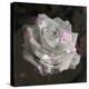 Composing, White Rose Layered with Pink Blossoms on Black Background-Alaya Gadeh-Premier Image Canvas