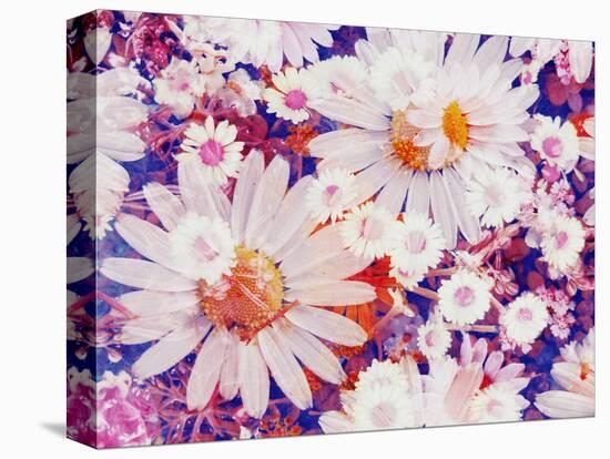 Composing with Marguerites and Daisies-Alaya Gadeh-Premier Image Canvas