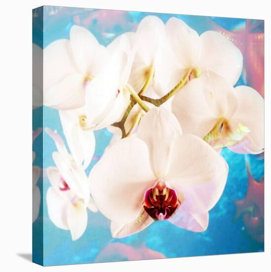 Composing with White Orchid Blossoms Infront of Blue Background-Alaya Gadeh-Premier Image Canvas