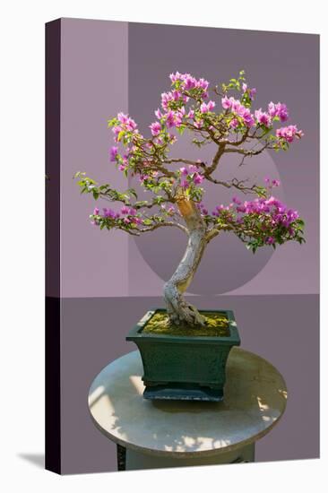 Composite image of Japanese bonsai tree in front of a geometric Asian pattern-null-Premier Image Canvas