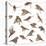 Composition of Zebra Finch Flying, Taeniopygia Guttata, against White Background-Life on White-Premier Image Canvas