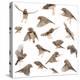 Composition of Zebra Finch Flying, Taeniopygia Guttata, against White Background-Life on White-Premier Image Canvas