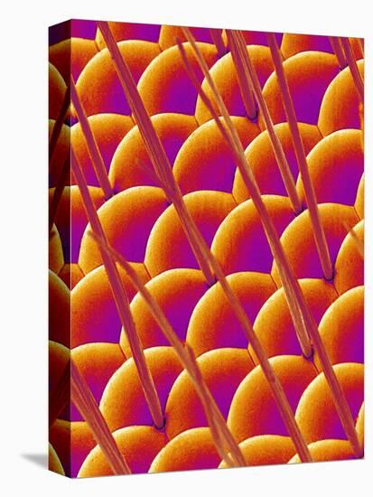 Compound Eye of a Flower Fly-Micro Discovery-Premier Image Canvas