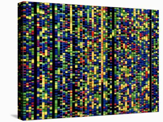 Computer Screen Showing a Human Genetic Sequence-David Parker-Premier Image Canvas