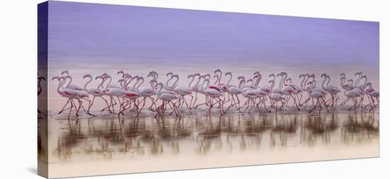 Comrades In Color-Ahmed Thabet-Stretched Canvas