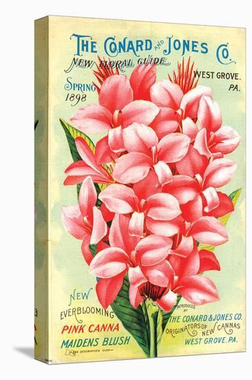 Conard & Jones 1898 Pink Canna-null-Stretched Canvas