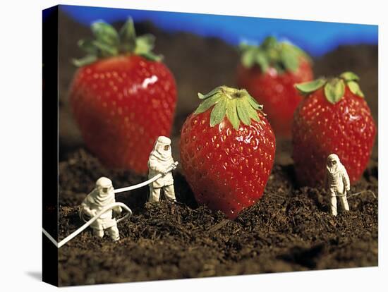 Concept of Genetically Engineered Strawberries-Mauro Fermariello-Premier Image Canvas