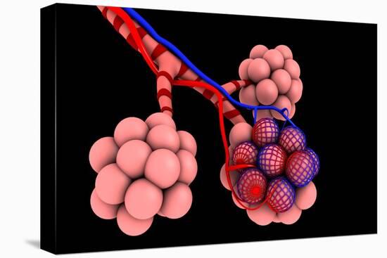 Conceptual Image of Alveoli-null-Stretched Canvas