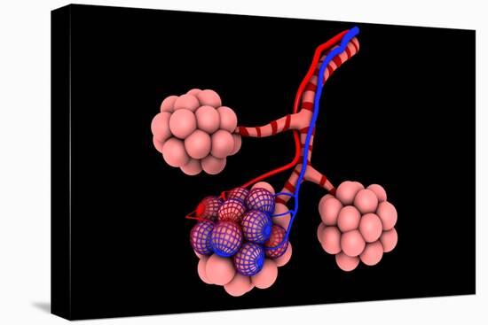 Conceptual Image of Alveoli-null-Stretched Canvas