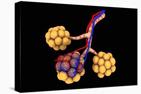 Conceptual Image of Alveoli-null-Stretched Canvas