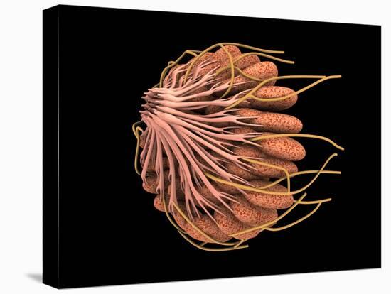 Conceptual Image of Female Breast Anatomy-null-Stretched Canvas