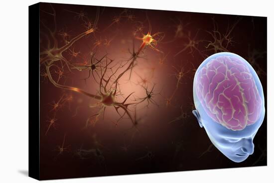 Conceptual Image of Human Brain with Neurons-Stocktrek Images-Stretched Canvas