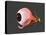 Conceptual Image of Human Eye Anatomy-null-Stretched Canvas