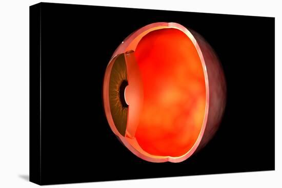 Conceptual Image of Human Eye Cross Section-null-Stretched Canvas