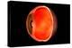 Conceptual Image of Human Eye Cross Section-null-Stretched Canvas