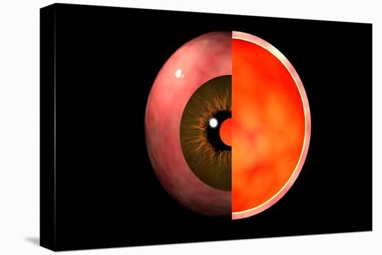 Conceptual Image of Human Eye Cross Section-null-Stretched Canvas