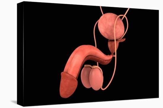 Conceptual Image of Human Male Reproductive Organs-null-Stretched Canvas