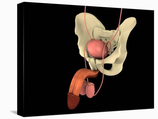 Conceptual Image of Human Male Reproductive Organs-null-Stretched Canvas