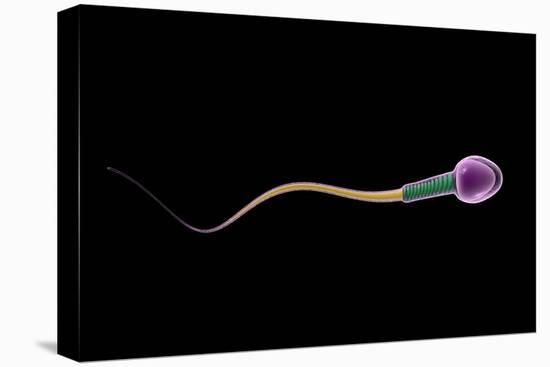 Conceptual Image of Sperm Anatomy-null-Stretched Canvas