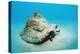 Conch Active on the Sandy Ocean Floor (Strombus Gigas), Bahamas, Atlantic Ocean.\R\N-Reinhard Dirscherl-Premier Image Canvas