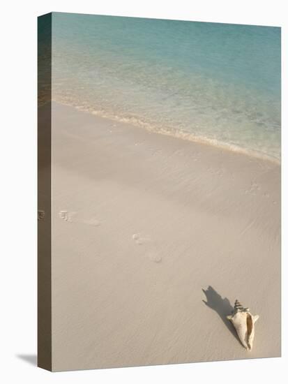 Conch Shell on Grace Bay Beach, Providenciales, Turks and Caicos Islands, West Indies, Caribbean-Kim Walker-Premier Image Canvas