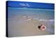 Conch Shell on Quiet Beach-Randy Faris-Premier Image Canvas