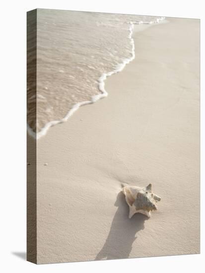 Conch Shell Washed Up on Grace Bay Beach, Providenciales, Turks and Caicos Islands, West Indies-Kim Walker-Premier Image Canvas