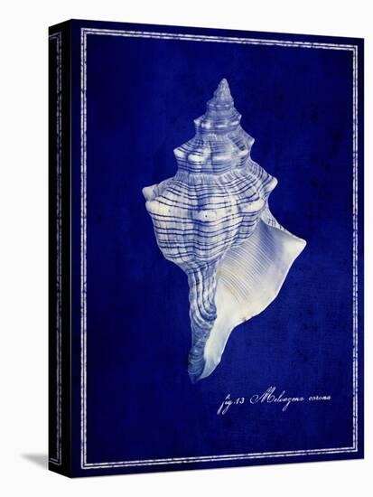 Conch Shell-GI ArtLab-Premier Image Canvas