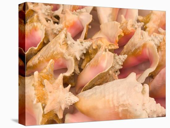 Conch Shells, Blue Hill Beach, Turks and Caicos, Caribbean-Walter Bibikow-Premier Image Canvas