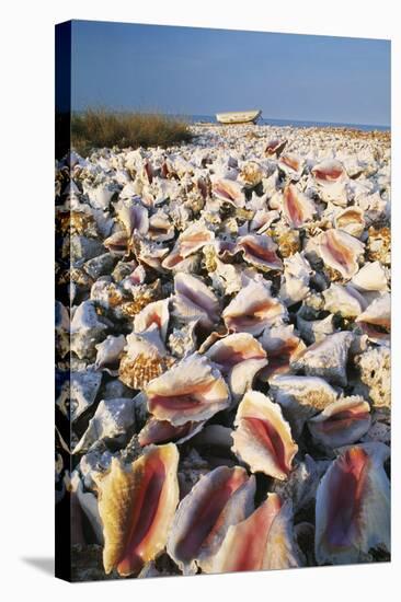 Conch Shells-David Nunuk-Premier Image Canvas