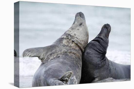 Cone-Seals, Halichoerus Grypus, Beach, Close-Up-Ronald Wittek-Premier Image Canvas