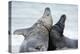 Cone-Seals, Halichoerus Grypus, Beach, Close-Up-Ronald Wittek-Premier Image Canvas