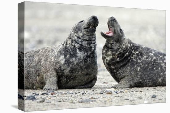 Cone-Seals, Halichoerus Grypus, Sandy Beach-Ronald Wittek-Premier Image Canvas