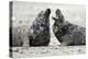 Cone-Seals, Halichoerus Grypus, Sandy Beach-Ronald Wittek-Premier Image Canvas