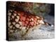 Cone Shell, Deadly Poisonous Mollusc-null-Premier Image Canvas