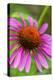 Coneflower, Echinacea purpurea-Lisa Engelbrecht-Premier Image Canvas