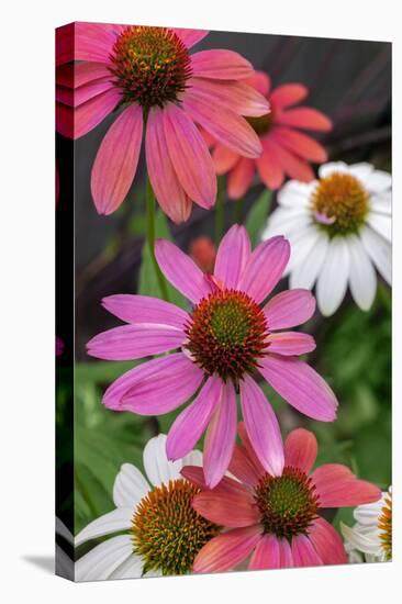 Coneflower, Echinacea purpurea-Lisa Engelbrecht-Premier Image Canvas