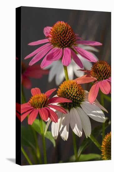 Coneflower, Echinacea purpurea-Lisa Engelbrecht-Premier Image Canvas