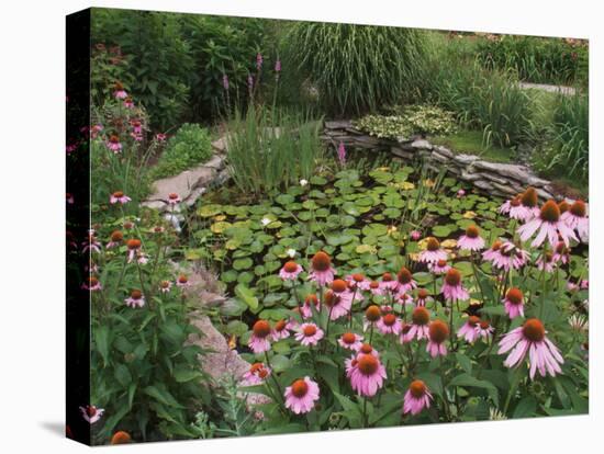 Coneflowers Around Water Garden, Louisville, Kentucky, USA-Adam Jones-Premier Image Canvas