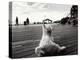 Coney Island Dog, NY, 2006-null-Premier Image Canvas