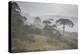 Coniferous Araucaria Pine Trees in the Rain in Santa Catarina, Brazil-Alex Saberi-Premier Image Canvas