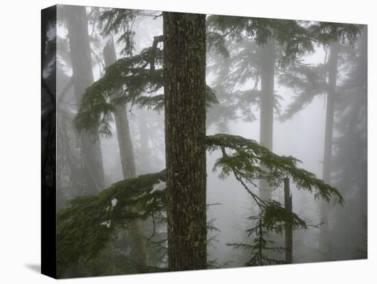 Coniferous Forest in Fog, Mount Baker-Snoqualmie National Forest, Washington.-Ethan Welty-Premier Image Canvas