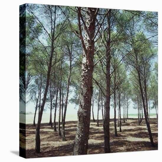 Coniferous Forest-null-Premier Image Canvas