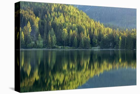 Conifers reflected in water, Tatra Mountains, Slovakia-Ross Hoddinott-Premier Image Canvas