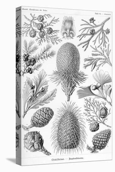 Conifers-Ernst Haeckel-Stretched Canvas