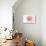 Connecticut - Scallop Shell - Coral - Coastal Icon-Lantern Press-Stretched Canvas displayed on a wall